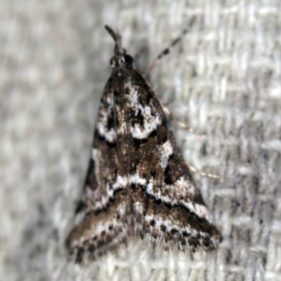 Phanomorpha dapsilis (A Crambid moth) at O'Connor, ACT - 29 Mar 2021 by ibaird