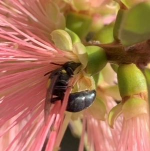 Hylaeus (Euprosopoides) perplexus at Murrumbateman, NSW - 31 Mar 2021