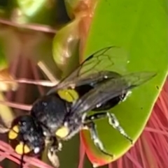 Hylaeus (Euprosopoides) perplexus at Murrumbateman, NSW - 31 Mar 2021