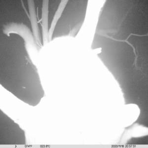 Trichosurus vulpecula at Monitoring Site 013 - Road - 18 Nov 2020