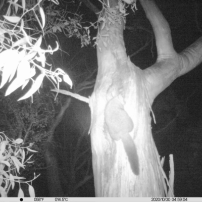 Trichosurus vulpecula (Common Brushtail Possum) at Table Top, NSW - 29 Oct 2020 by DMeco