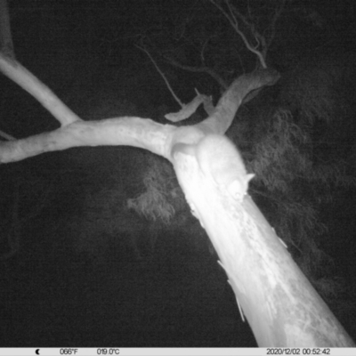 Trichosurus vulpecula (Common Brushtail Possum) at Albury - 1 Dec 2020 by DMeco