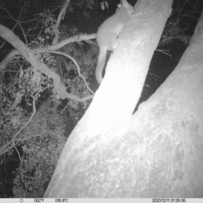 Trichosurus vulpecula (Common Brushtail Possum) at Eight Mile Creek - 10 Dec 2020 by DMeco