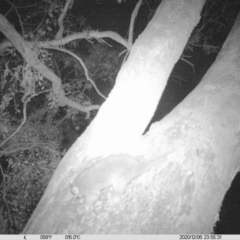 Pseudocheirus peregrinus (Common Ringtail Possum) at Albury - 6 Dec 2020 by DMeco