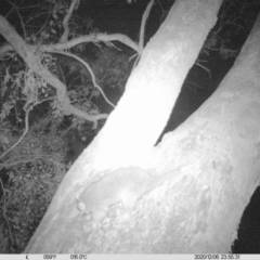 Pseudocheirus peregrinus (Common Ringtail Possum) at Eight Mile Creek - 6 Dec 2020 by DMeco