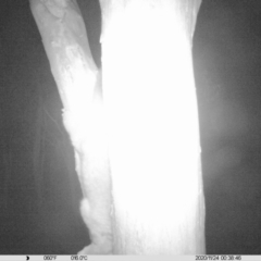 Trichosurus vulpecula (Common Brushtail Possum) at Albury - 24 Nov 2020 by DMeco