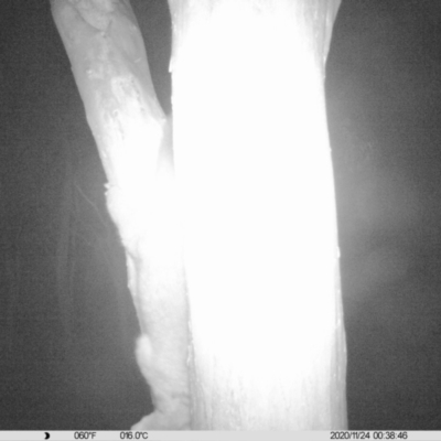 Trichosurus vulpecula (Common Brushtail Possum) at Albury - 24 Nov 2020 by DMeco