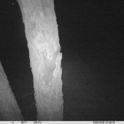 Trichosurus vulpecula (Common Brushtail Possum) at Table Top, NSW - 8 Dec 2020 by DMeco