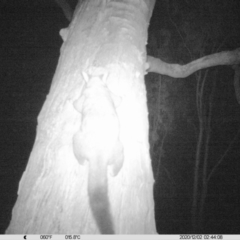 Trichosurus vulpecula (Common Brushtail Possum) at Table Top, NSW - 1 Dec 2020 by DMeco
