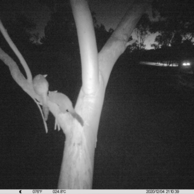 Trichosurus vulpecula (Common Brushtail Possum) at Thurgoona, NSW - 4 Dec 2020 by DMeco