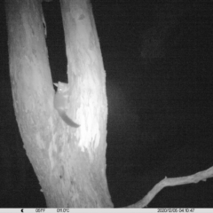 Trichosurus vulpecula (Common Brushtail Possum) at Thurgoona, NSW - 4 Dec 2020 by DMeco