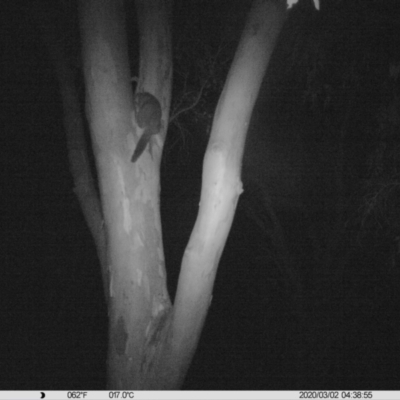 Trichosurus vulpecula (Common Brushtail Possum) at Thurgoona, NSW - 1 Mar 2020 by DMeco