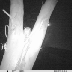 Trichosurus vulpecula (Common Brushtail Possum) at Monitoring Site 013 - Road - 7 Mar 2020 by DMeco