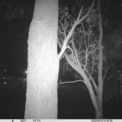Trichosurus vulpecula (Common Brushtail Possum) at Monitoring Site 022 - Road - 12 Mar 2020 by DMeco