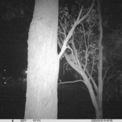 Trichosurus vulpecula (Common Brushtail Possum) at Albury - 12 Mar 2020 by DMeco