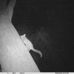 Trichosurus vulpecula (Common Brushtail Possum) at Red Light Hill Reserve - 23 Mar 2020 by DMeco