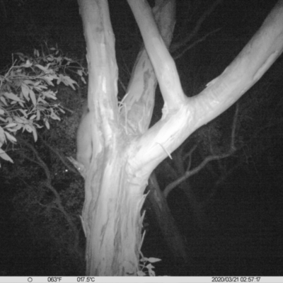 Trichosurus vulpecula (Common Brushtail Possum) at Table Top, NSW - 20 Mar 2020 by DMeco