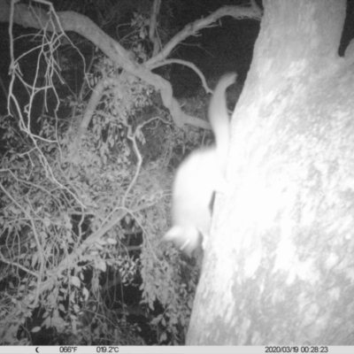 Trichosurus vulpecula (Common Brushtail Possum) at Thurgoona, NSW - 18 Mar 2020 by DMeco