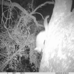 Trichosurus vulpecula (Common Brushtail Possum) at Eight Mile Creek - 18 Mar 2020 by DMeco