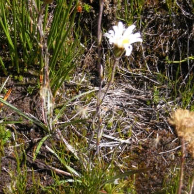 Celmisia sp. Pulchella (M.Gray & C.Totterdell 7079) Australian National Herbarium (Narrow-leaved Snow Daisy) at Namadgi National Park - 30 Mar 2021 by MichaelMulvaney