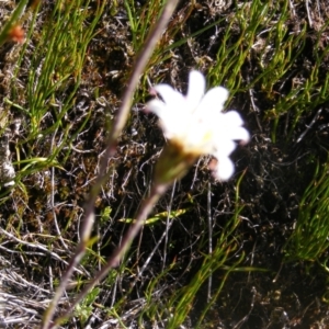 Celmisia sp. Pulchella (M.Gray & C.Totterdell 7079) Australian National Herbarium at Cotter River, ACT - 30 Mar 2021