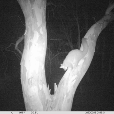 Trichosurus vulpecula (Common Brushtail Possum) at Bowna Reserve - 15 Mar 2020 by DMeco