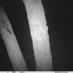 Trichosurus vulpecula (Common Brushtail Possum) at Table Top Reserve - 20 Mar 2020 by DMeco