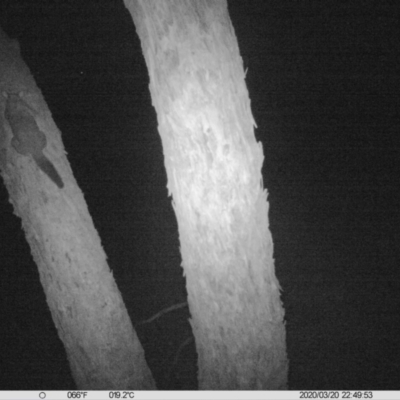 Trichosurus vulpecula (Common Brushtail Possum) at Table Top Reserve - 20 Mar 2020 by DMeco