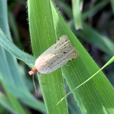 Fuscicepsana undescribed species at Murrumbateman, NSW - 29 Mar 2021 by SimoneC