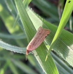 Fuscicepsana undescribed species at Murrumbateman, NSW - 29 Mar 2021