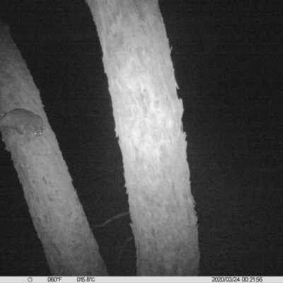 Trichosurus vulpecula (Common Brushtail Possum) at Albury - 23 Mar 2020 by DMeco