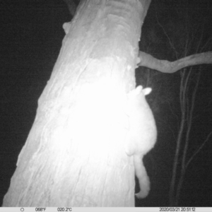 Trichosurus vulpecula at Table Top, NSW - 21 Mar 2020