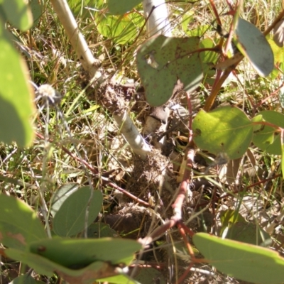 Papyrius sp. (genus) (A Coconut Ant) at Symonston, ACT - 31 Mar 2021 by MichaelMulvaney