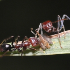 Psyllidae sp. (family) (Unidentified psyllid or lerp insect) at Acton, ACT - 30 Mar 2021 by TimL