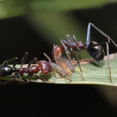 Psyllidae sp. (family) at Acton, ACT - 30 Mar 2021