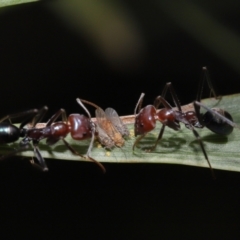 Psyllidae sp. (family) at Acton, ACT - 30 Mar 2021 11:47 AM