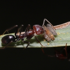 Psyllidae sp. (family) at Acton, ACT - 30 Mar 2021 11:47 AM