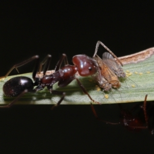 Psyllidae sp. (family) at Acton, ACT - 30 Mar 2021 11:47 AM