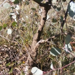 Papyrius sp. (genus) (A Coconut Ant) at Callum Brae - 31 Mar 2021 by MichaelMulvaney