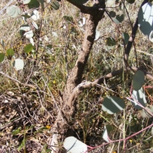 Papyrius nitidus at Symonston, ACT - suppressed