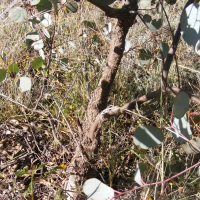 Papyrius sp. (genus) (A Coconut Ant) at Symonston, ACT - 31 Mar 2021 by MichaelMulvaney