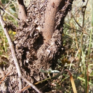 Papyrius nitidus at Symonston, ACT - suppressed