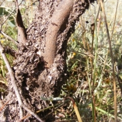 Papyrius nitidus at Symonston, ACT - suppressed