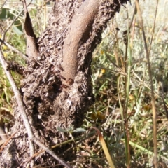 Papyrius nitidus at Symonston, ACT - suppressed