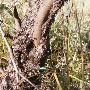 Papyrius nitidus at Symonston, ACT - suppressed