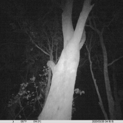 Trichosurus vulpecula (Common Brushtail Possum) at Monitoring Site 063 - Road - 25 Mar 2020 by DMeco