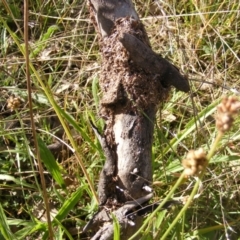 Papyrius sp (undescribed) at Symonston, ACT - 31 Mar 2021