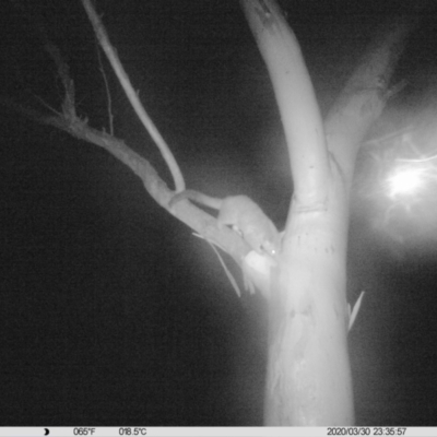 Trichosurus vulpecula (Common Brushtail Possum) at Albury - 30 Mar 2020 by DMeco