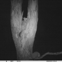 Trichosurus vulpecula (Common Brushtail Possum) at Thurgoona, NSW - 12 Mar 2020 by DMeco