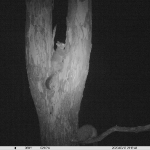 Trichosurus vulpecula at Monitoring Site 068 - Riparian - 12 Mar 2020 09:15 PM